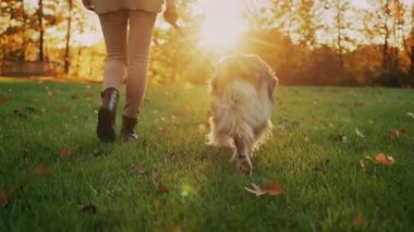 Genç bir kadın gün batımında köpeğini parkta gezdirir. Çerçevede, bacakları ve evcil hayvanı görünür. Arka görünüm.