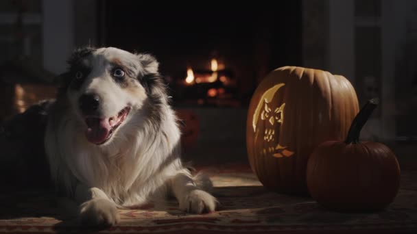 Dog Resting Fireplace Next Halloween Decorations Warm Cozy Home Autumn — Vídeo de stock