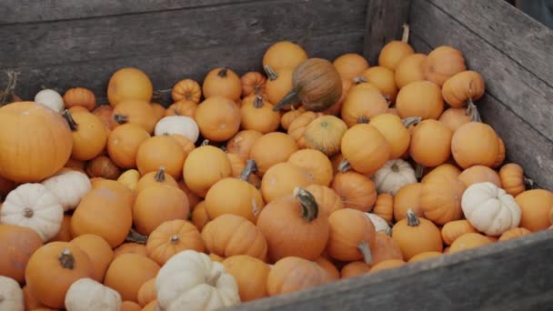 Many Pumpkins Wooden Box Agricultural Fair — Vídeo de Stock