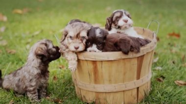 Bucket with cute beautiful puppies on the lawn on an autumn day.