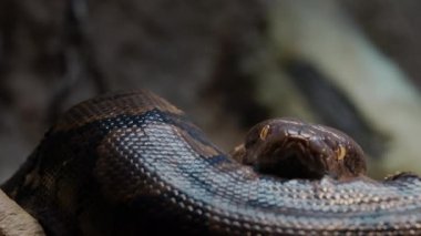 Ağacın dalları boyunca sürünen büyük bir piton..