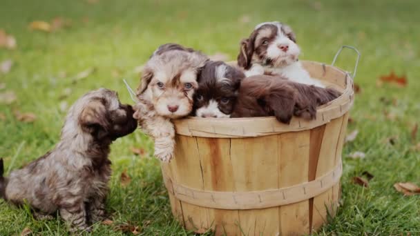 Bucket Cute Beautiful Puppies Lawn Autumn Day — Wideo stockowe