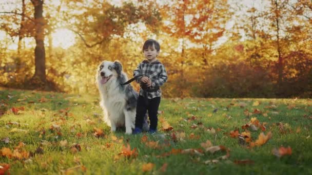 Asian Toddler Walks His Dog Park Funny Videos Animals — стоковое видео