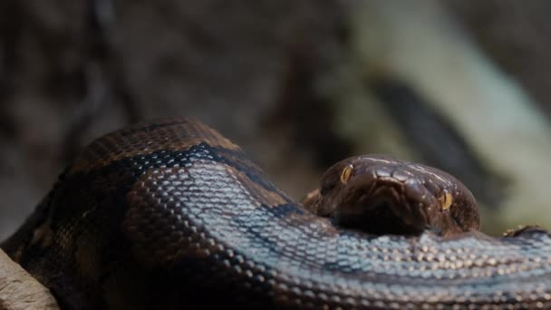 Grote Geraffineerde Python Kruipend Langs Takken Van Een Boom — Stockvideo