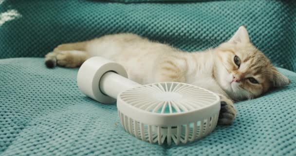 Kitten Resting Fan Hot Day — Stock video