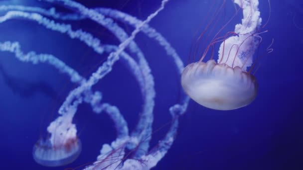 蓝水中美丽的水母 令人惊叹的动物 — 图库视频影像