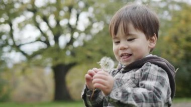 A carefree kid is trying to eat a dandelion. Walk in the autumn park.