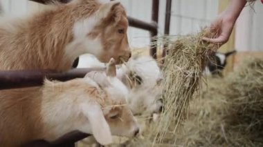 The farmer feeds the goats, gives them hay from his hand.