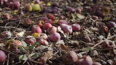 The harvest of apples in the garden rots on the ground. Spoiled products and losses.