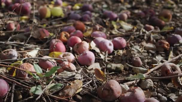 Harvest Apples Garden Rots Ground Spoiled Products Losses — Stock Video