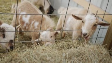 Several goats eat hay in the barn, get food from behind the fence in their stall