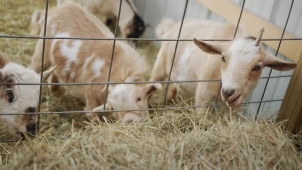 Several Goats Eat Hay Barn Get Food Fence Stall — Vídeo de Stock