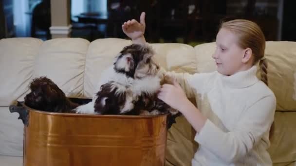 Girl Holds Two Cute Puppies Her Lap Sits Couch Living — Stock Video