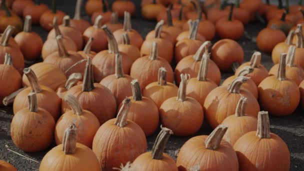 Rows Large Pumpkins Agricultural Fair Usa — Stok video