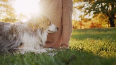Genç bir kadın parkta dinleniyor, yanında köpeği var. Batan güneş onları aydınlatıyor. 4k video