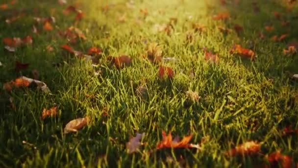 Yellow Leaves Grass Park Setting Sun Illuminates Them Beautifully — Video Stock