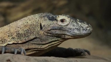 Heybetli Komodo ejderhasının portresi. Nadir bulunan bir hayvan türü..