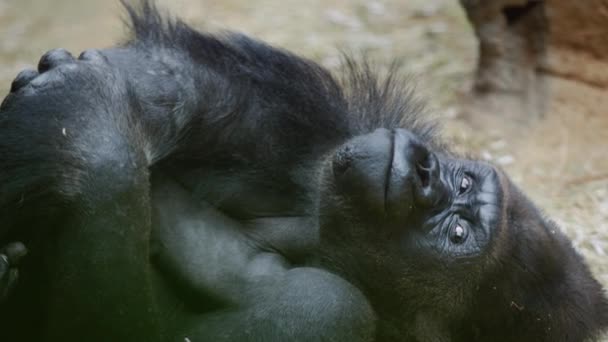 Drôle Gorille Repose Sur Sable — Video