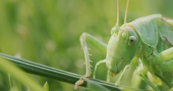 Big Green Locust Eating Grass Macro Video — Stock video