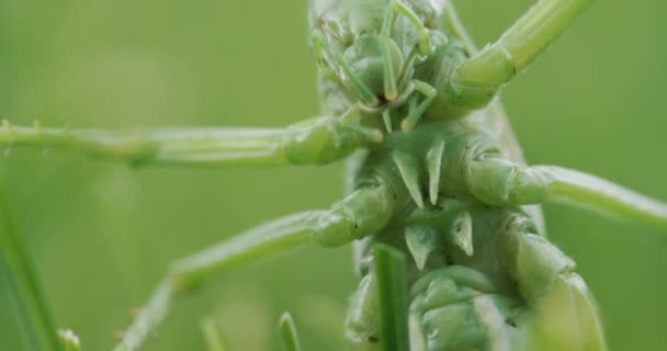 Big Green Locust Portrait Tilt Shot — Video Stock