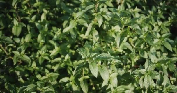 Large Bush Mint Grows Garden Top View — Vídeo de stock