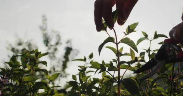 Man Cutting Mint Shoots Cocktail — Stok video