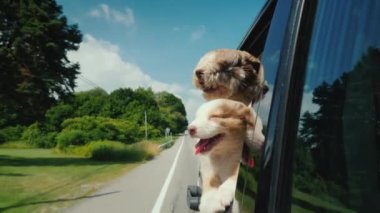 Two cute pets travel with the owner. Peeking out of a car window on a suburban road.