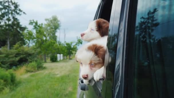 Two Funny Dogs Peek Out Car Window Traveling Pets — kuvapankkivideo