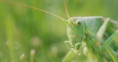 Big green grasshopper brushing his teeth with his paws.