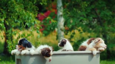 Birkaç komik köpek yavrusu resimli bir yerde banyo yapıyor...