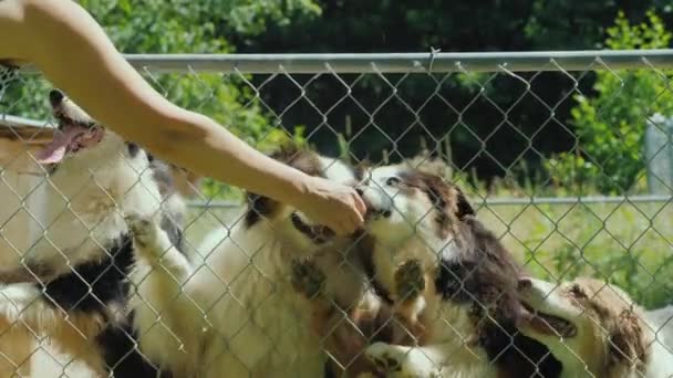 Woman Gives Tasty Pieces Food Dogs Aviary Net — Stock Video