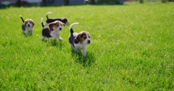 Useita Pieniä Beagle Pentuja Käynnissä Vihreä Ruoho — kuvapankkivideo