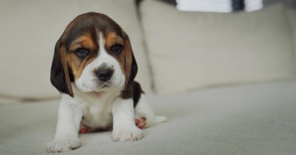 Portré Egy Aranyos Beagle Kiskutyáról Szundikál Kanapén — Stock videók