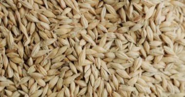 Seçilmiş arpa. Bira ve diğer alkollü içecekler için hammaddeler. Kaydırma ayakkabısı