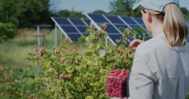 Kadın çiftçi ahududu hasat ediyor, arka planda güneş enerjisi santrali var..