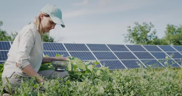 Farmer Plucks Pea Pods Solar Panels Background — 图库视频影像