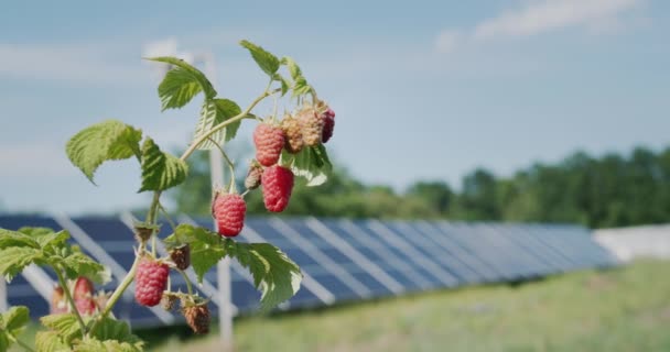 Branch Raspberries Solar Panels Background — Stockvideo