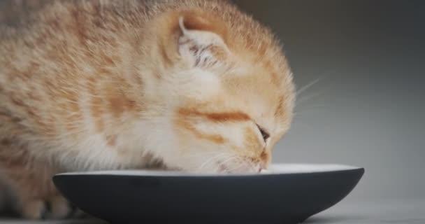 Gatto Carino Mangia Una Ciotola Sul Pavimento Mangiare Con Gusto — Video Stock