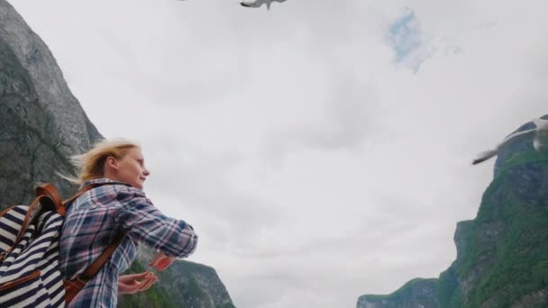 Woman Feeding Gull Flies Trust Tame Concept Journey Fjords Norway — Stock Video