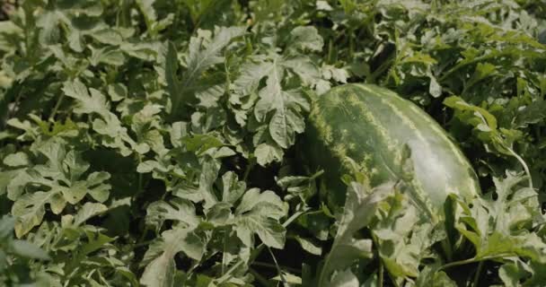 Farmer Picks Large Watermelon Harvesting Farmers Field — Vídeo de Stock