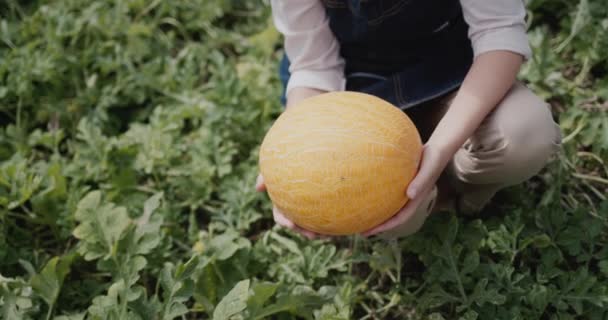 Farmer Woman Holding Beautiful Ripe Melon Her Hands — Vídeos de Stock