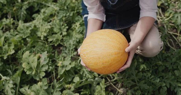 Farmers Hands Ripe Melon Tasty Healthy Food — Fotografia de Stock