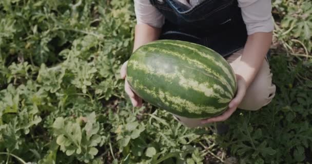 Farmer Holds Huge Watermelon His Hands Good Harvest Farmers Field — Stockvideo