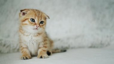 Portrait of a little cute kitten.