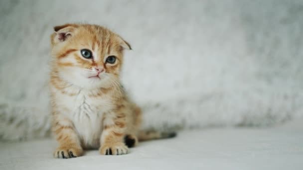 Portrait Little Cute Kitten — Stock Video