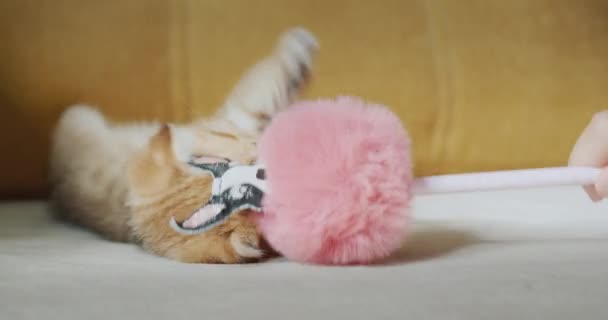 Eigenaar Speelt Met Een Huisdier Een Schattig Rood Katje — Stockvideo