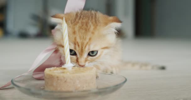 Kitten Wordt Behandeld Met Een Feestelijke Traktatie — Stockvideo