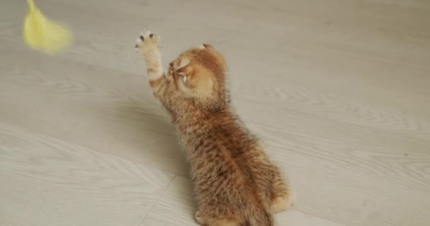 Small Ginger Kitten Played Toy Cat Tries Grab Toy — Video Stock