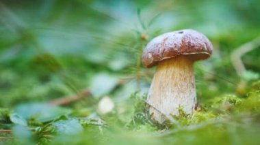 Güzel ve ağız sulandıran beyaz mantar ormanda büyür. Benim mantar seçici istenen.