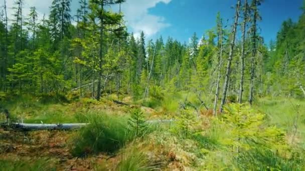 Niesamowite Bagno Zwalone Drzewa Mech Zielona Trawa Dziewiczych Miejsc Ziemi — Wideo stockowe